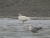 Herring Gull at Canvey Wick (Steve Arlow) (89231 bytes)